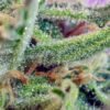 Jack 47 (3+1Gratis) 100% sweet seeds