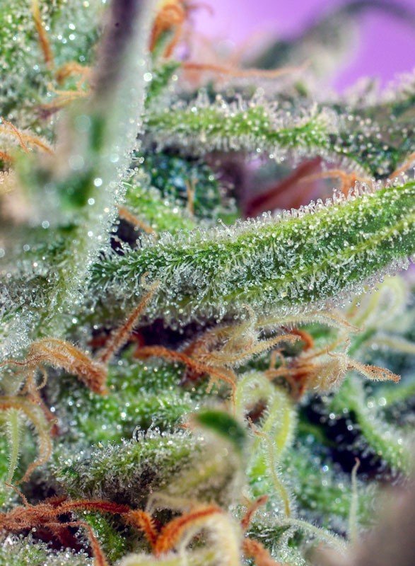 Jack 47 (3+1Gratis) 100% sweet seeds