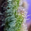 Jack 47 (3+1Gratis) 100% sweet seeds