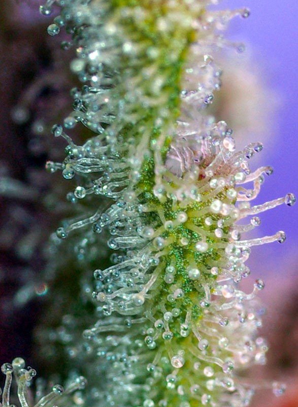 Jack 47 (3+1Gratis) 100% sweet seeds