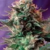 jack-47-f1-fast-version-1-1.jpg Jack 47 f1 fast version (3+1Gratis) 100% sweet seeds