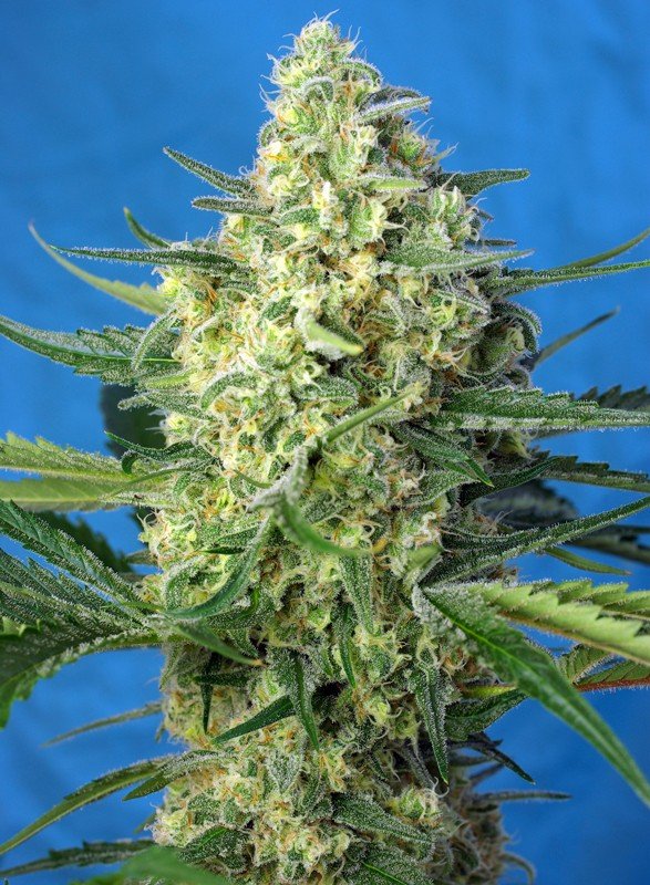 jack-47-xl-auto-1-1.jpg Jack 47 XL Auto (3+1 Gratis) Sweed seeds ®