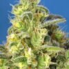 jack-47-xl-auto-2.jpg Jack 47 XL Auto (3+1 Gratis) Sweed seeds ®
