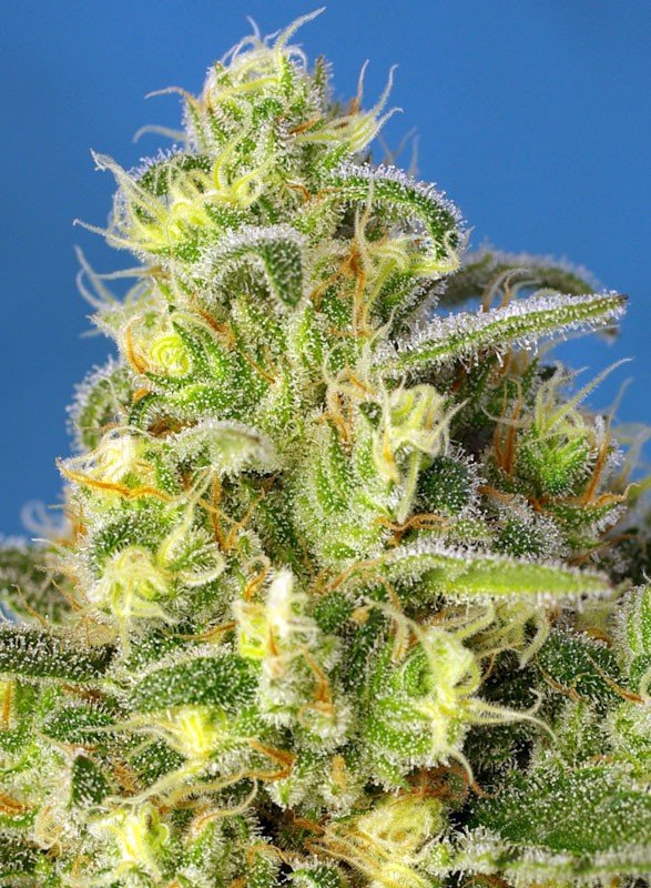 jack-47-xl-auto-2.jpg Jack 47 XL Auto (3+1 Gratis) Sweed seeds ®