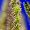 jack-47-xl-auto-3.jpg Jack 47 XL Auto (3+1 Gratis) Sweed seeds ®