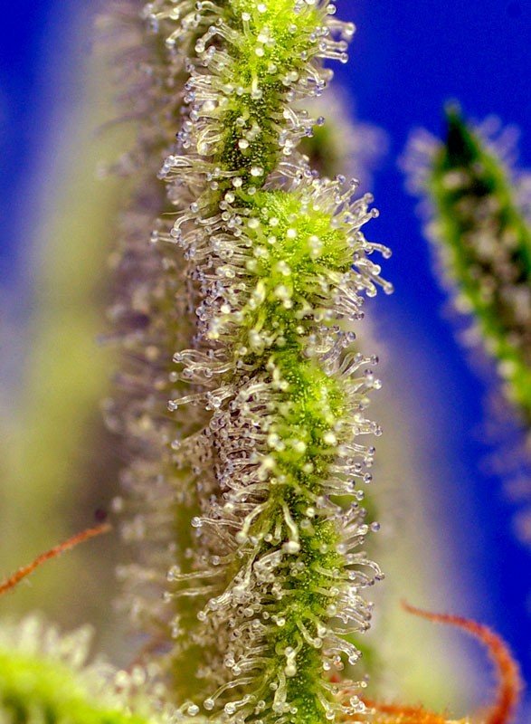 jack-47-xl-auto-3.jpg Jack 47 XL Auto (3+1 Gratis) Sweed seeds ®
