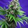 Killer kush f1 fast version (3+1 Gratis)