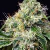Killer kush f1 fast version (3+1 Gratis)