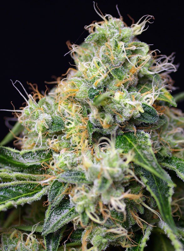 Killer kush f1 fast version (3+1 Gratis)