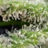 Killer kush f1 fast version (3+1 Gratis)