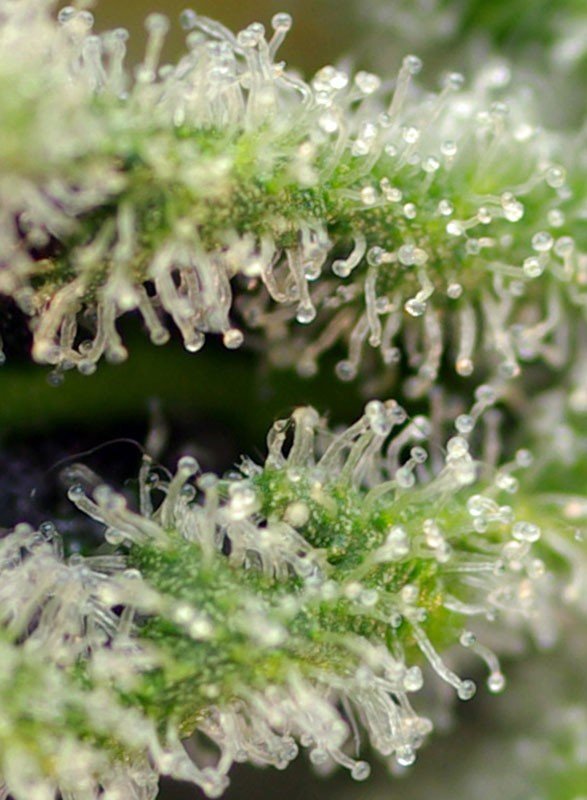 Killer kush f1 fast version (3+1 Gratis)