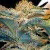 Mohan ram (3+1Gratis) 100% sweet seeds
