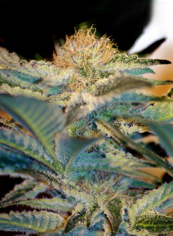 Mohan ram (3+1Gratis) 100% sweet seeds