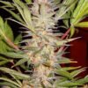 S.a.d. (3+1Gratis) 100% sweet seeds