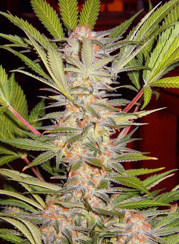S.a.d. (3+1Gratis) 100% sweet seeds