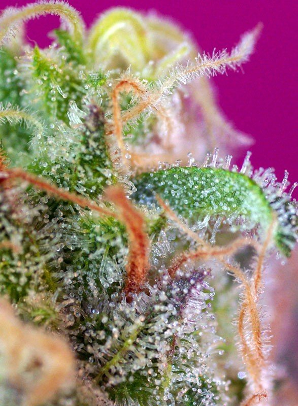 S.a.d. (3+1Gratis) 100% sweet seeds