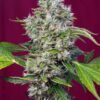 San fernando lemon kush (3+1Gratis)  sweet seeds