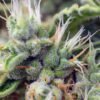 San fernando lemon kush (3+1Gratis)  sweet seeds