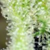 San fernando lemon kush (3+1Gratis)  sweet seeds
