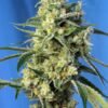 Sweet amnesia haze (3+1 Gratis) 100% Sweet seeds