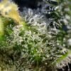 Sweet amnesia haze (3+1 Gratis) 100% Sweet seeds