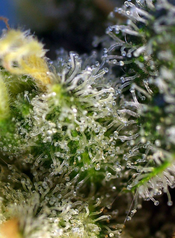 Sweet amnesia haze (3+1 Gratis) 100% Sweet seeds
