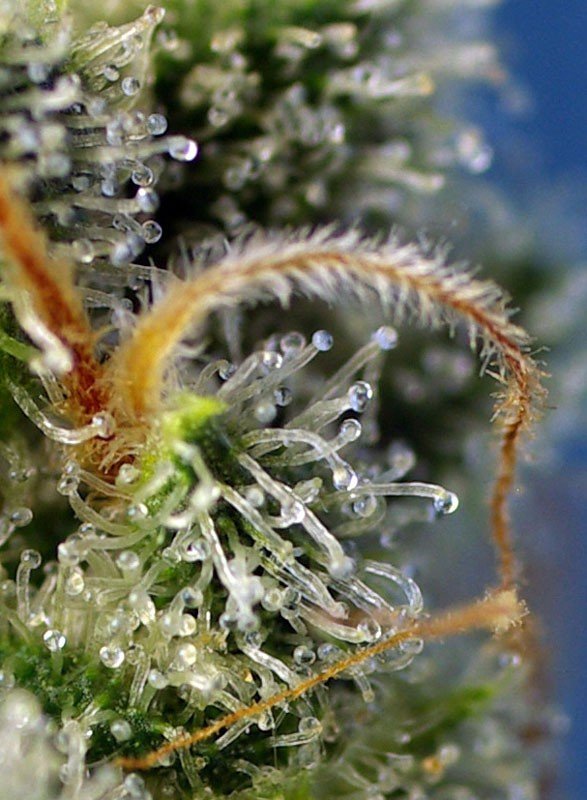Sweet amnesia haze (3+1 Gratis) 100% Sweet seeds