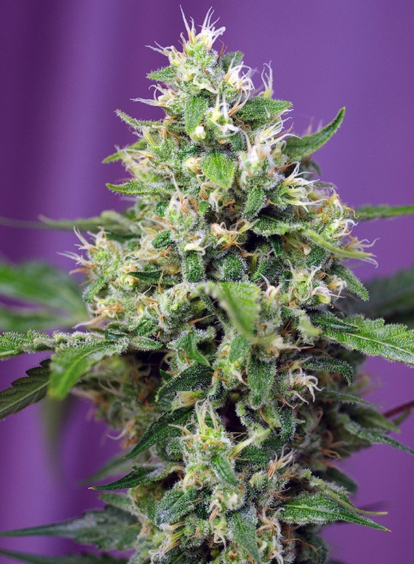 Sweet Amnesia Haze XL Auto® (3+1 Gratis) Sweet sweed