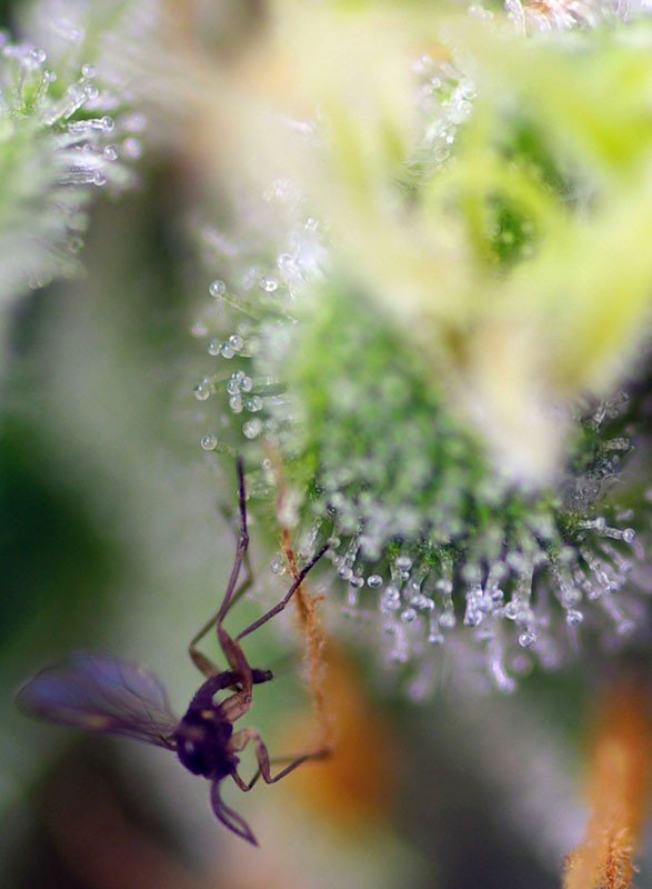 Sweet Amnesia Haze XL Auto® (3+1 Gratis) Sweet sweed