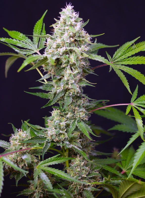 Sweet Amnesia Haze XL Auto® (3+1 Gratis) Sweet sweed