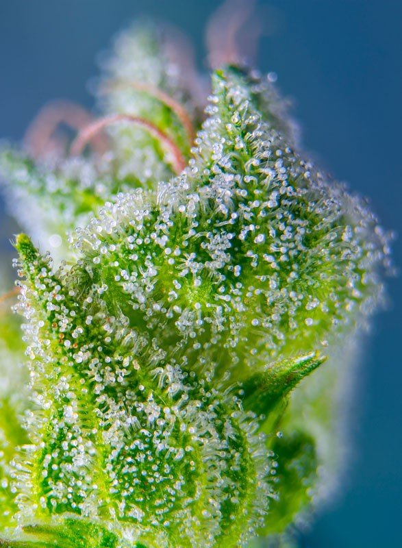 Sweet Amnesia Haze XL Auto® (3+1 Gratis) Sweet sweed