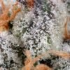sweet-cheese-5.jpg Sweet cheese (3+1Gratis) 100% sweet seeds