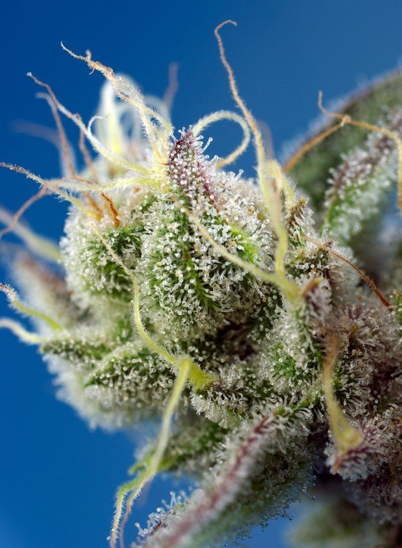 Sweet Cheese XL Auto® (3+1 Gratis) Sweet seeds