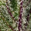 Sweet Cheese XL Auto® (3+1 Gratis) Sweet seeds