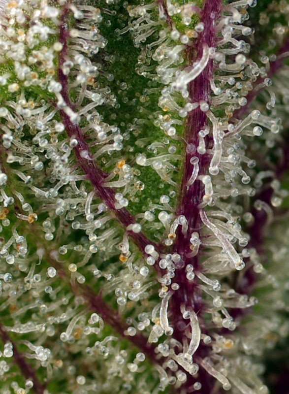 Sweet Cheese XL Auto® (3+1 Gratis) Sweet seeds
