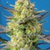 Sweet Cheese XL Auto® (3+1 Gratis) Sweet seeds