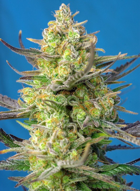 Sweet Cheese XL Auto® (3+1 Gratis) Sweet seeds