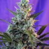sweet-skunk-auto-3.jpg Sweet skunk auto (3+1 Gratis) Sweet seeds